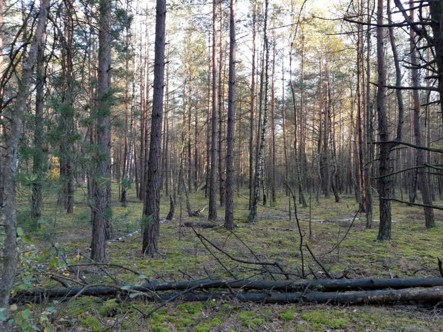 kolneński, Mały Płock, Kąty, Las w miejsc. Kąty gmina Mały Płock powiat Kolno