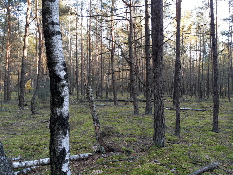 kolneński, Mały Płock, Kąty, Las w miejsc. Kąty gmina Mały Płock powiat Kolno
