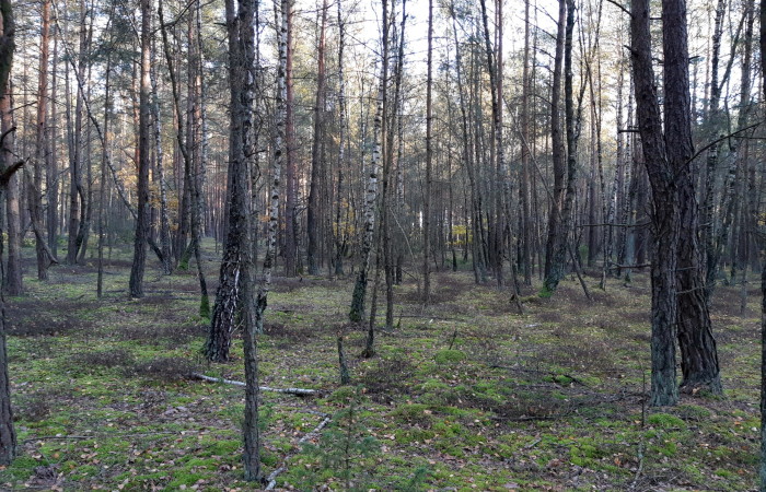 kolneński, Mały Płock, Kąty, Las w miejsc. Kąty gmina Mały Płock powiat Kolno
