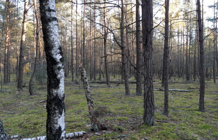 kolneński, Mały Płock, Kąty, Las w miejsc. Kąty gmina Mały Płock powiat Kolno