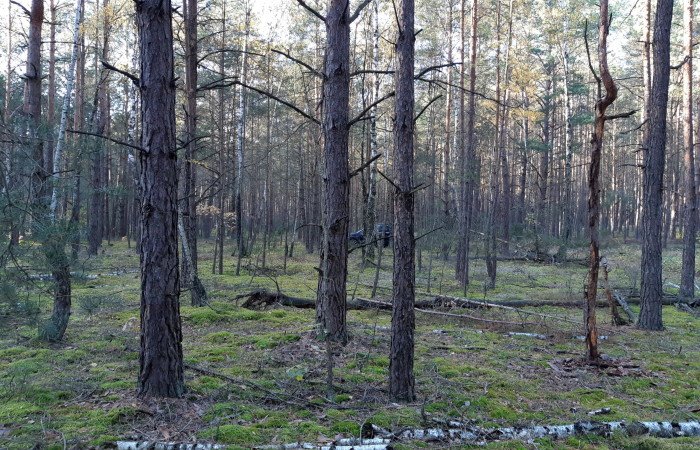 kolneński, Mały Płock, Kąty, Las w miejsc. Kąty gmina Mały Płock powiat Kolno