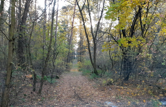 kolneński, Mały Płock, Kąty, Las w miejsc. Kąty gmina Mały Płock powiat Kolno