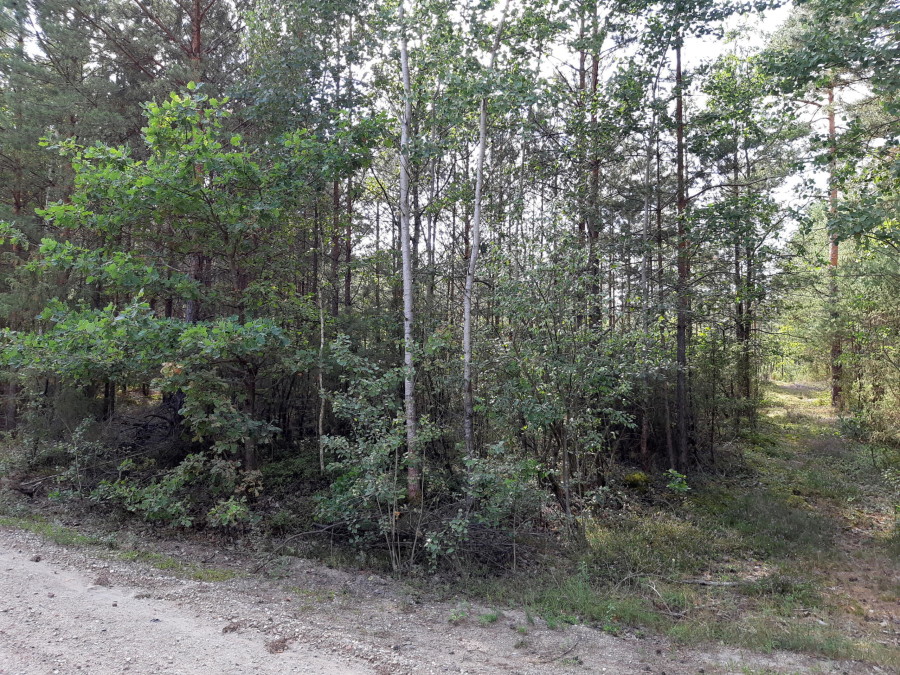 łomżyński, Miastkowo, Osetno, Działki rolne i leśne do wycinki 15,57ha Osetno Drogoszewo Gmina Miastkowo