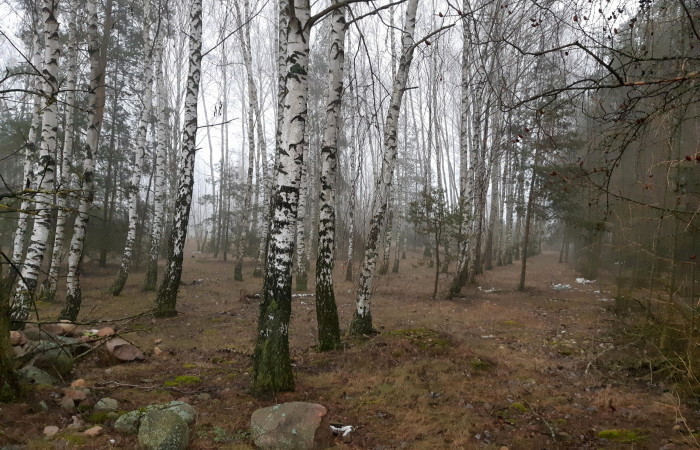 kolneński, Mały Płock, Śmiarowo, Pole i las w miejscowości Śmiarowo gmina Mały Płock