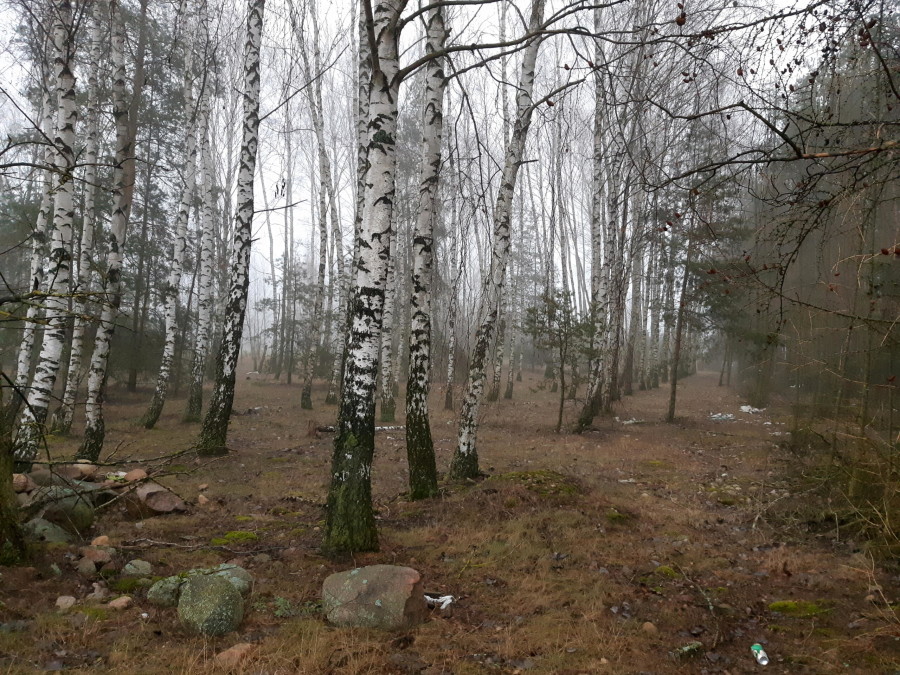 kolneński, Mały Płock, Śmiarowo, Pole i las w miejscowości Śmiarowo gmina Mały Płock