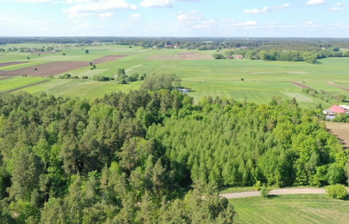 łomżyński, Piątnica, Stary Cydzyn, Super okazja - las w Starym Cydzynie w super cenie