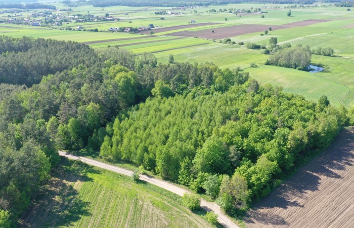 łomżyński, Piątnica, Stary Cydzyn, Super okazja - las w Starym Cydzynie w super cenie