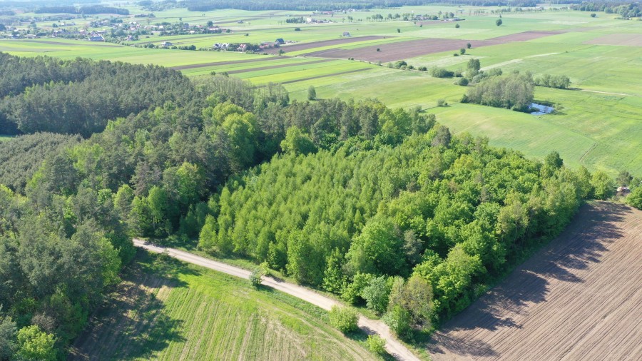 łomżyński, Piątnica, Stary Cydzyn, Super okazja - las w Starym Cydzynie w super cenie