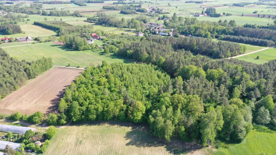 łomżyński, Piątnica, Stary Cydzyn, Super okazja - las w Starym Cydzynie w super cenie