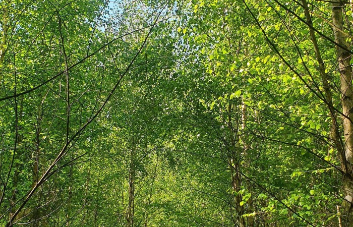 łomżyński, Piątnica, Stary Cydzyn, Super okazja - las w Starym Cydzynie w super cenie
