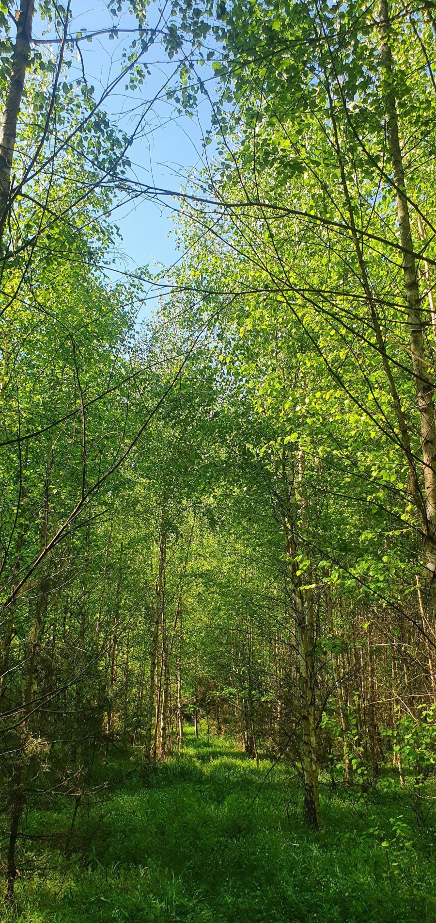 łomżyński, Piątnica, Stary Cydzyn, Super okazja - las w Starym Cydzynie w super cenie