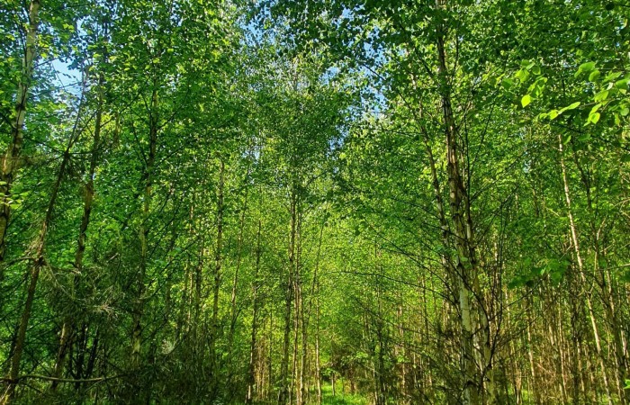 łomżyński, Piątnica, Stary Cydzyn, Super okazja - las w Starym Cydzynie w super cenie