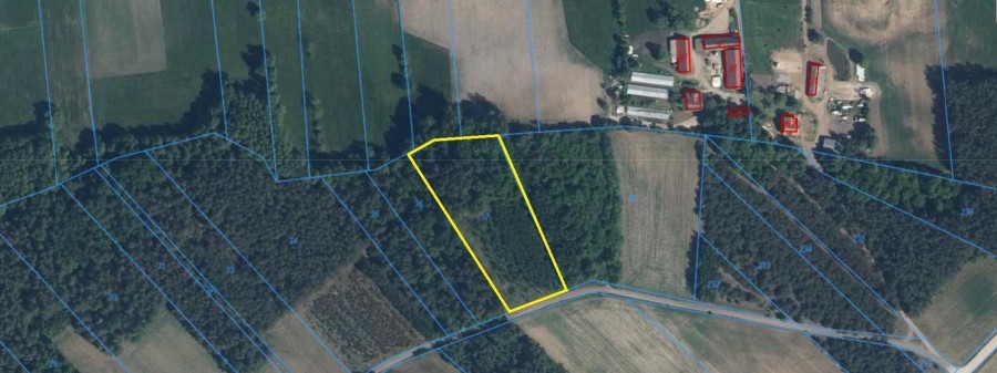 łomżyński, Piątnica, Stary Cydzyn, Super okazja - las w Starym Cydzynie w super cenie