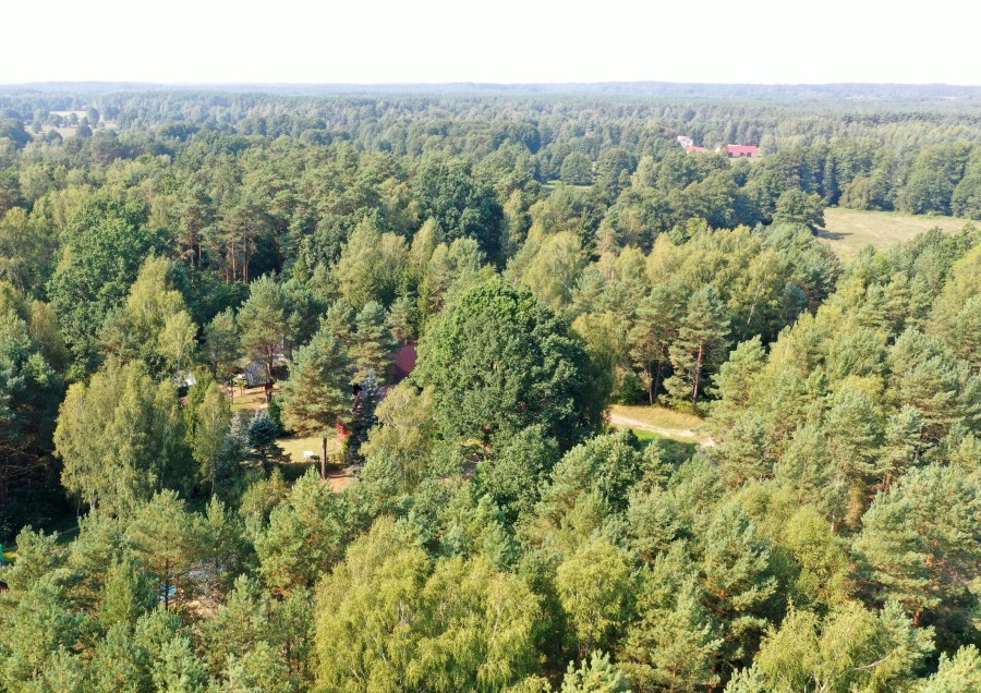 łomżyński, Nowogród, Baliki, Działka rekeacyjna w środku lasu blisko rzeki Baliki gm Nowogród