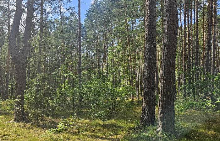 łomżyński, Zbójna, Jurki, Urokliwa działka leśna nad rzeką Pisą w super cenie!