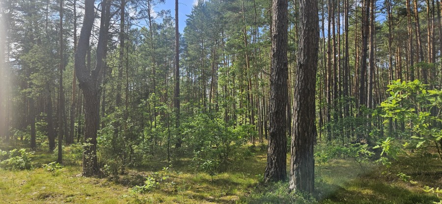 łomżyński, Zbójna, Jurki, Urokliwa działka leśna nad rzeką Pisą w super cenie!