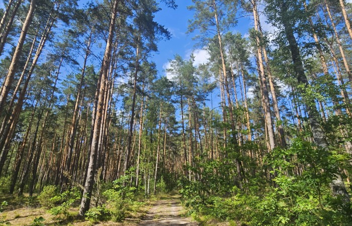 łomżyński, Zbójna, Jurki, Urokliwa działka leśna nad rzeką Pisą w super cenie!