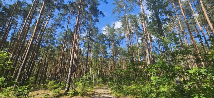łomżyński, Zbójna, Jurki, Urokliwa działka leśna nad rzeką Pisą w super cenie!