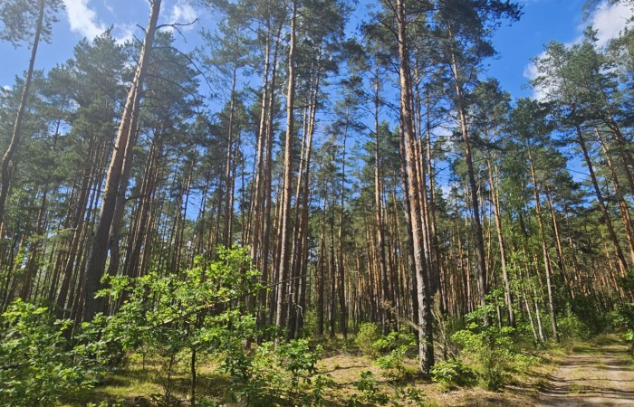 łomżyński, Zbójna, Jurki, Urokliwa działka leśna nad rzeką Pisą w super cenie!