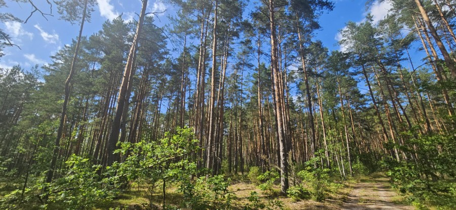 łomżyński, Zbójna, Jurki, Urokliwa działka leśna nad rzeką Pisą w super cenie!