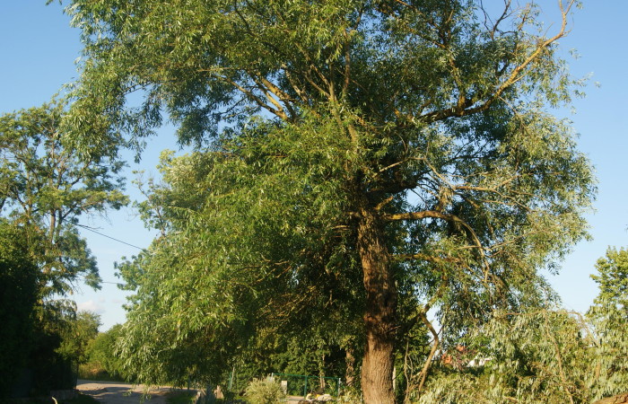 mrągowski, Sorkwity, Kozłowo, Zostań Lordem Kozłowa – Działka na Mazurach Czeka na Ciebie!