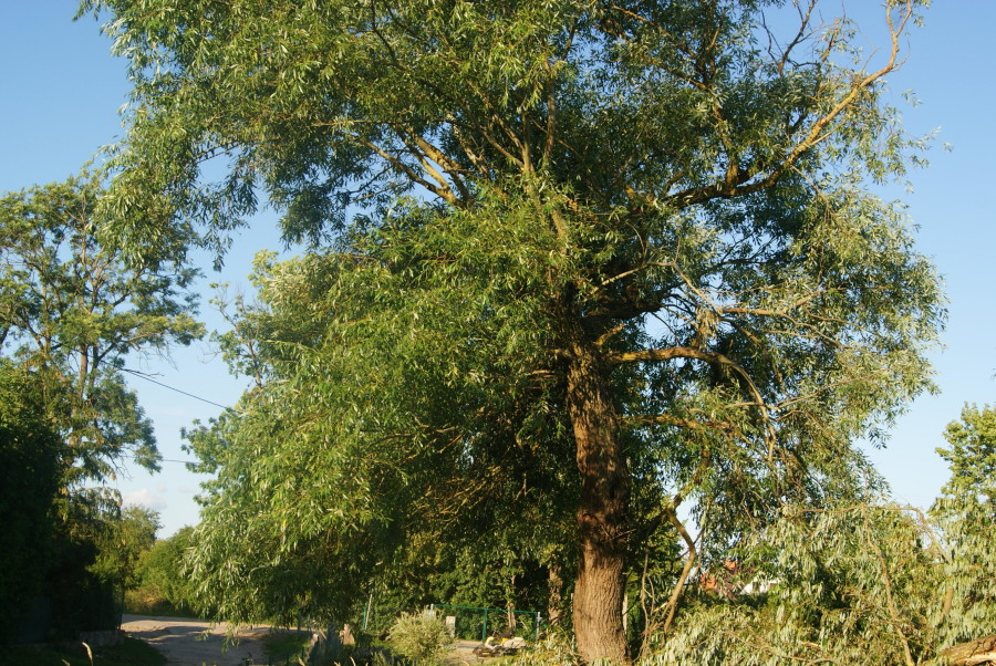 mrągowski, Sorkwity, Kozłowo, Zostań Lordem Kozłowa – Działka na Mazurach Czeka na Ciebie!