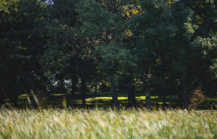 węgorzewski, Węgorzewo, Czerwony Dwór, Działka plus dom do wykończenia.