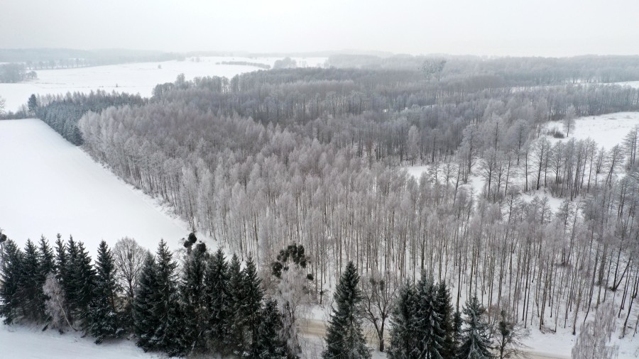 węgorzewski, Pozezdrze, Harsz, Działka Leśna 2 ha w m. Harsz gm Pozezdrze