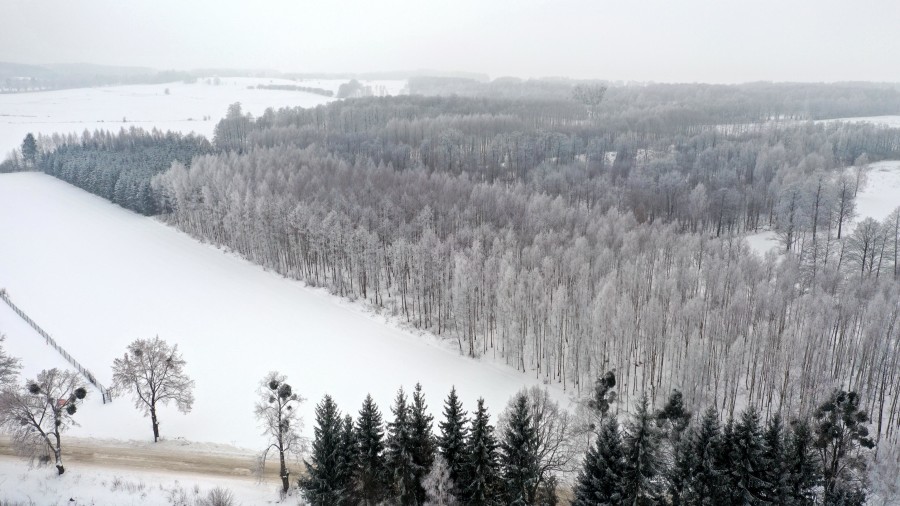 węgorzewski, Pozezdrze, Harsz, Działka Leśna 2 ha w m. Harsz gm Pozezdrze