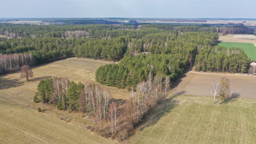 ostrołęcki, Łyse, Szafranki, Klimatyczne siedlisko z własnym lasem