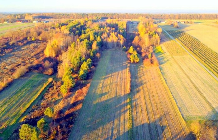 kraśnicki, Dzierzkowice, Krzywie, Stare Siedlisko Krzywie 42 gm Dierzkowice