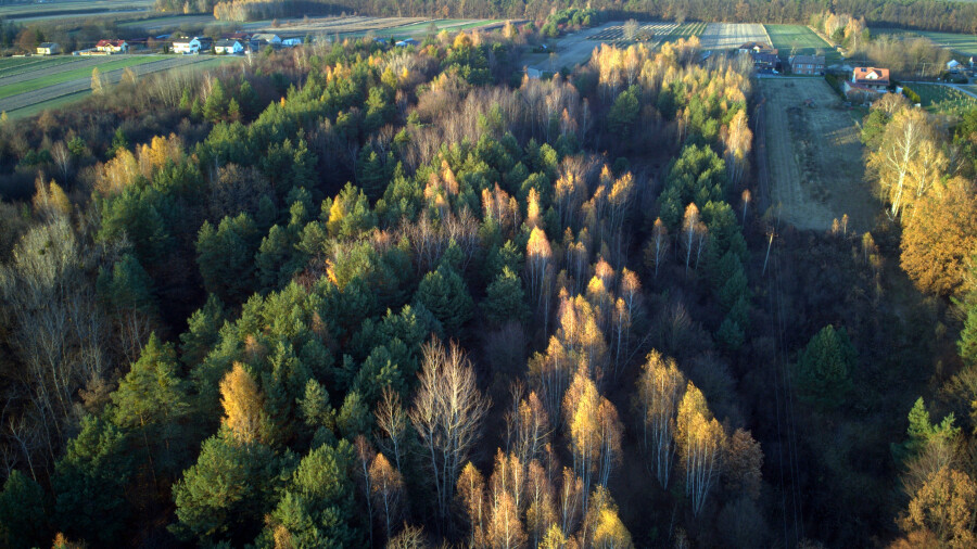 kraśnicki, Dzierzkowice, Krzywie, Stare Siedlisko Krzywie 42 gm Dierzkowice