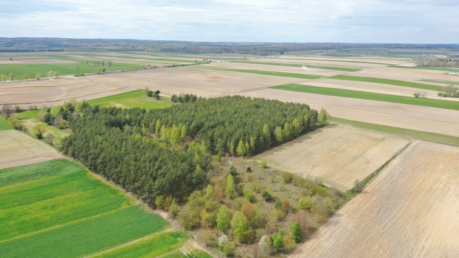 łomżyński, Łomża, Pniewo, Działka leśna 2,2260 ha – Puchały, gm. Łomża - SUPER CENA