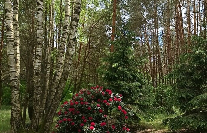 kolneński, Turośl, Cieciory, Domek ukryty w małym lesie, blisko rzeki, Cieciory gm. Turośl