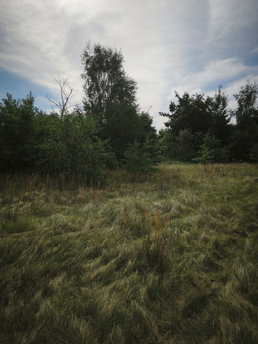 makowski, Młynarze, Strzemieczne-Wiosny, DZAŁKA  W STRZEMIECZNE-WIOSNY-CISZA, NATURA,DOGODNY DOJAZD
